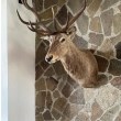 Homa Polygonalschiefer - Naturstein für Innen- und Außenfassaden, Pflasterungen und Gehwege (1 qm = 10-14 Stück)