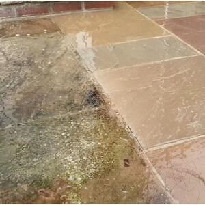 LTP Profesional Schwarzer Fleck & Algenentferner, 5 L