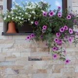 Schiefer Rhodos Natur, 5 cm x LL | Dekorativer Stein - Vertikale Fliesen, Outdoor-Indoor